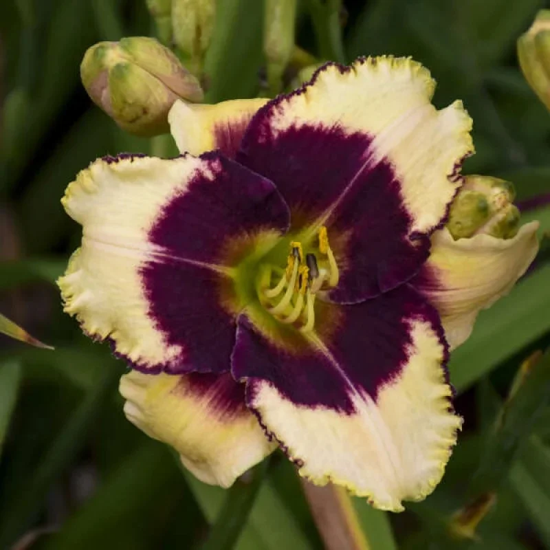 Daylily