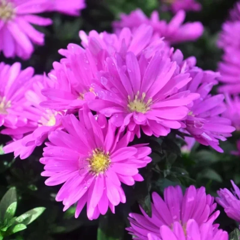Michaelmas Daisy, New York Aster