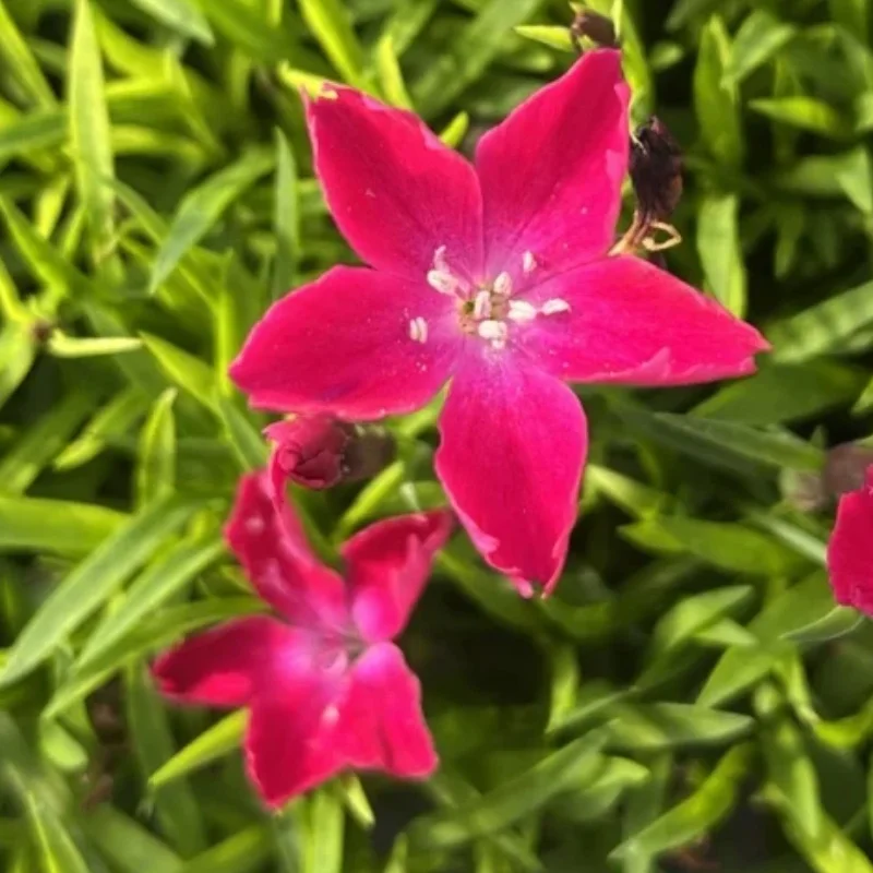 Pinks