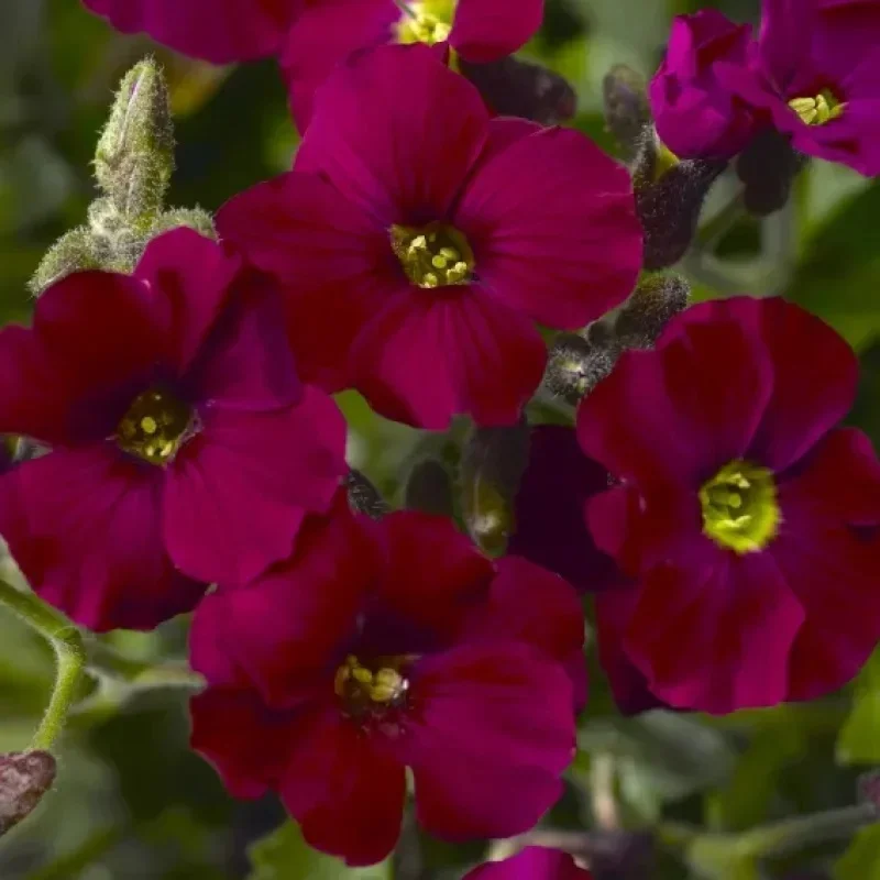 Rockcress