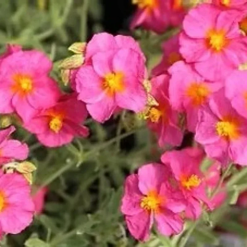 Rock Rose, Sun Rose
