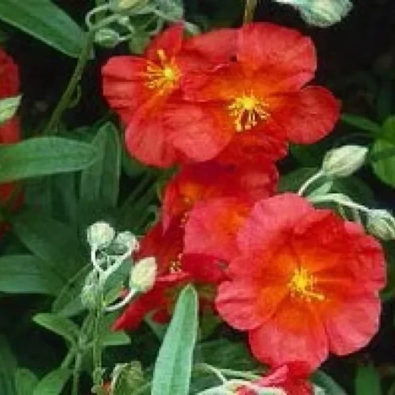 Rock Rose, Sun Rose