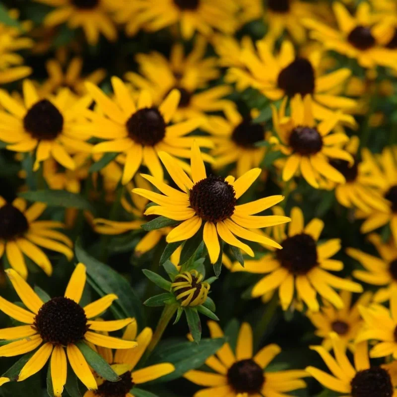 Black-Eyed Susan