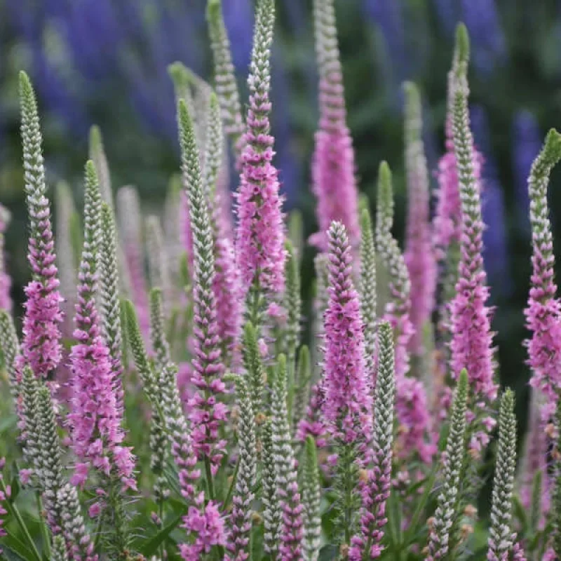 Speedwell