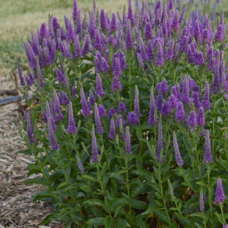 Speedwell