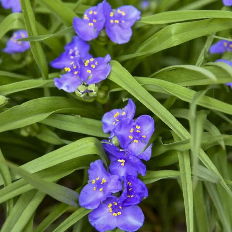 Spiderwort