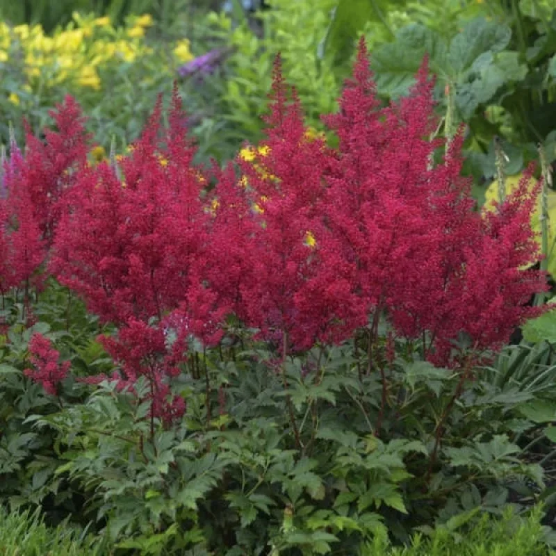False Spirea