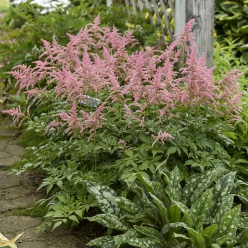 False Spirea