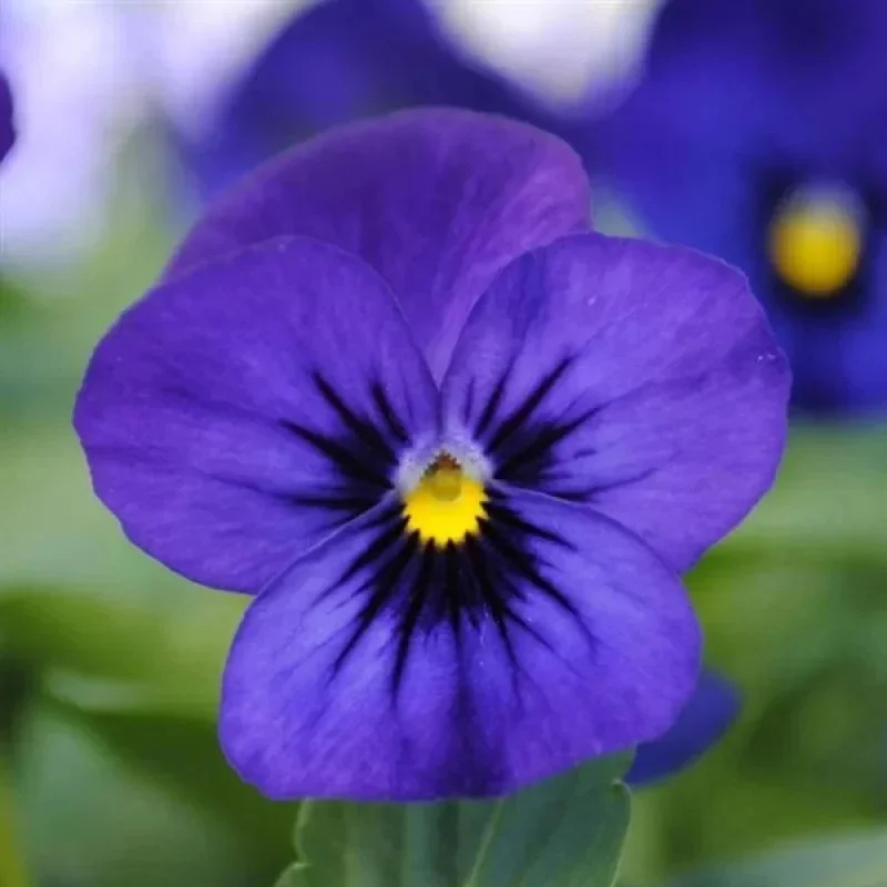 Horned Violet