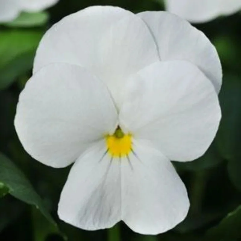 Horned Violet