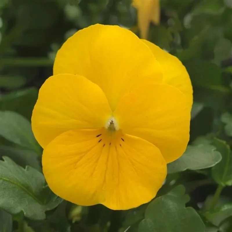 Horned Violet