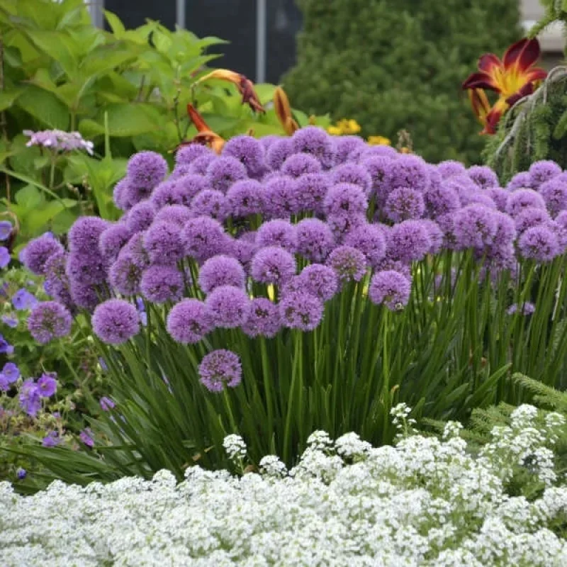 Ornamental Onion