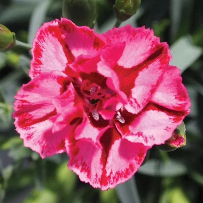 Pinks