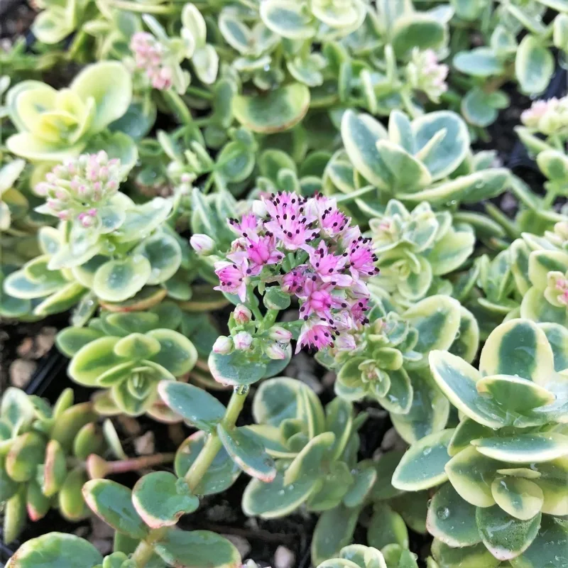Stonecrop