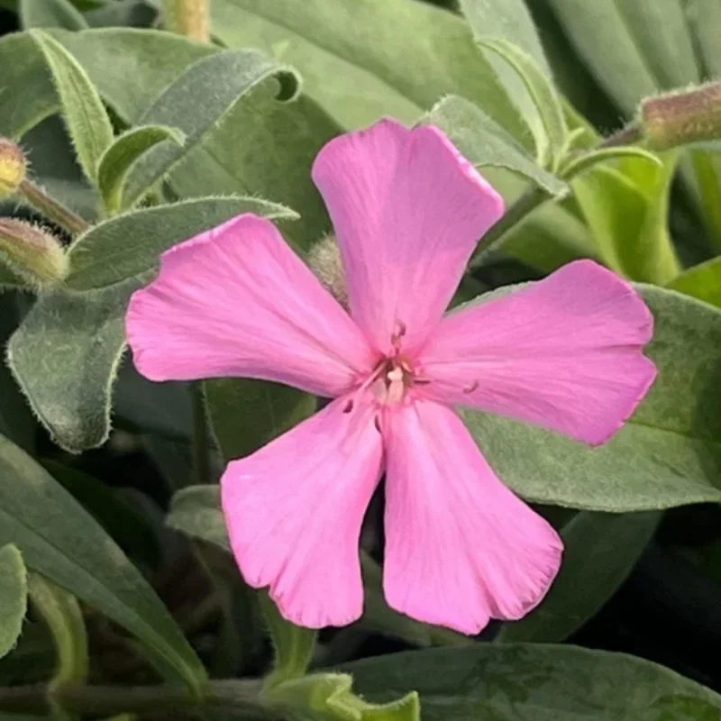 Soapwort