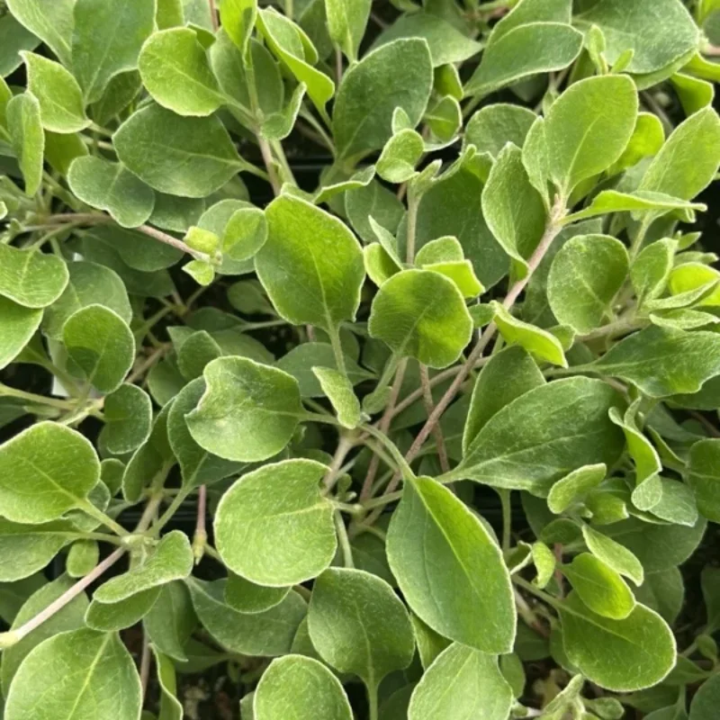 Sulphur Buckwheat