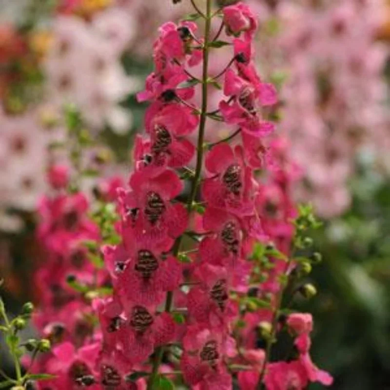 Summer Snapdragon