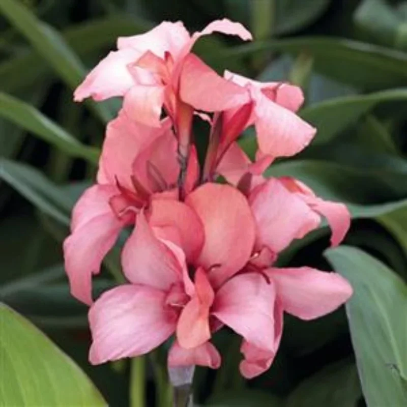Canna Lily