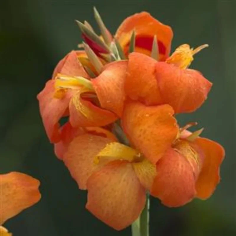 Canna Lily