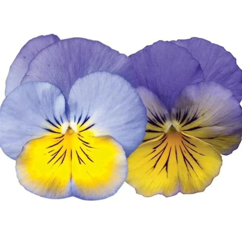 Spreading Pansy