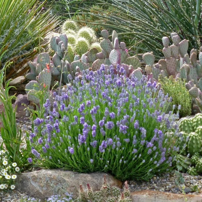 English Lavender
