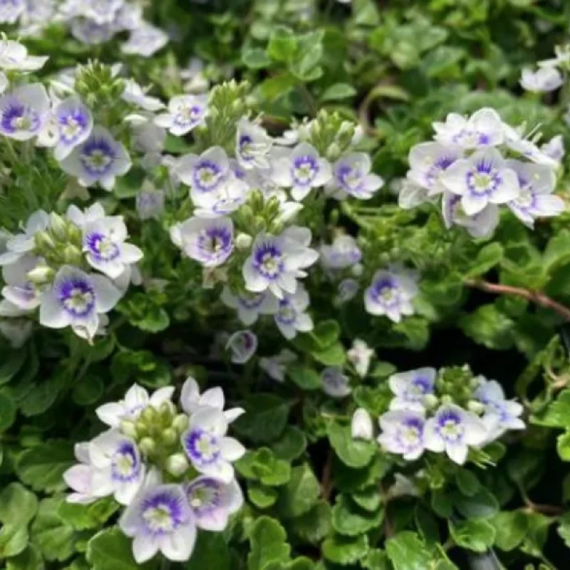 Blue-Eyed Creeping Speedwell