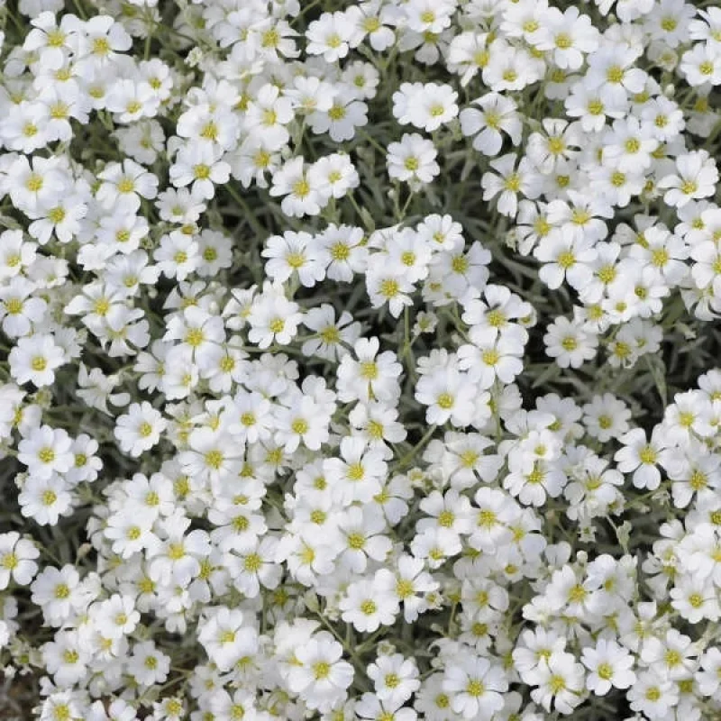 Snow-in-Summer