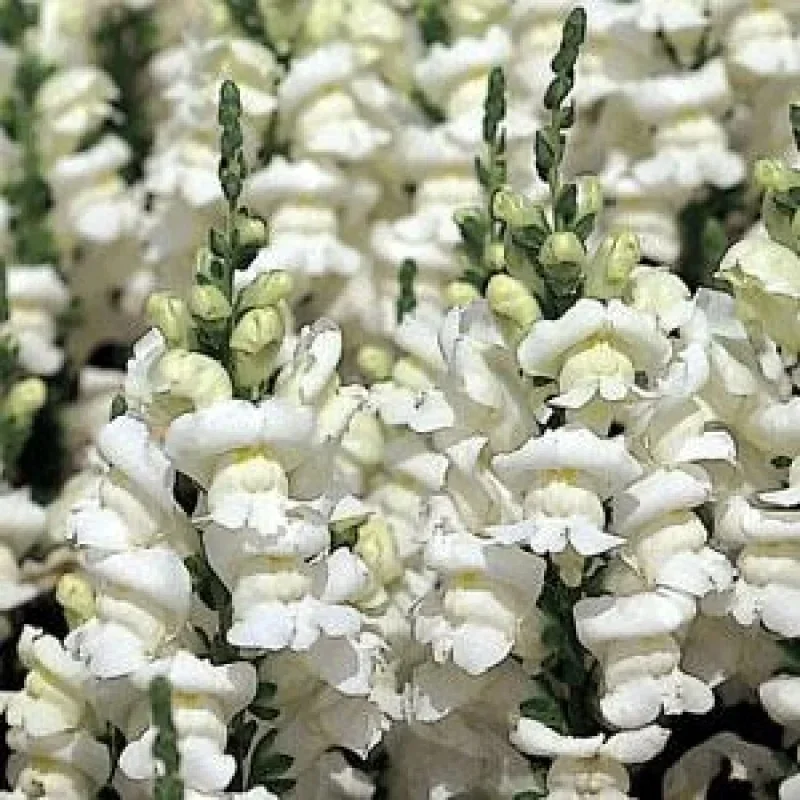 Snapdragon