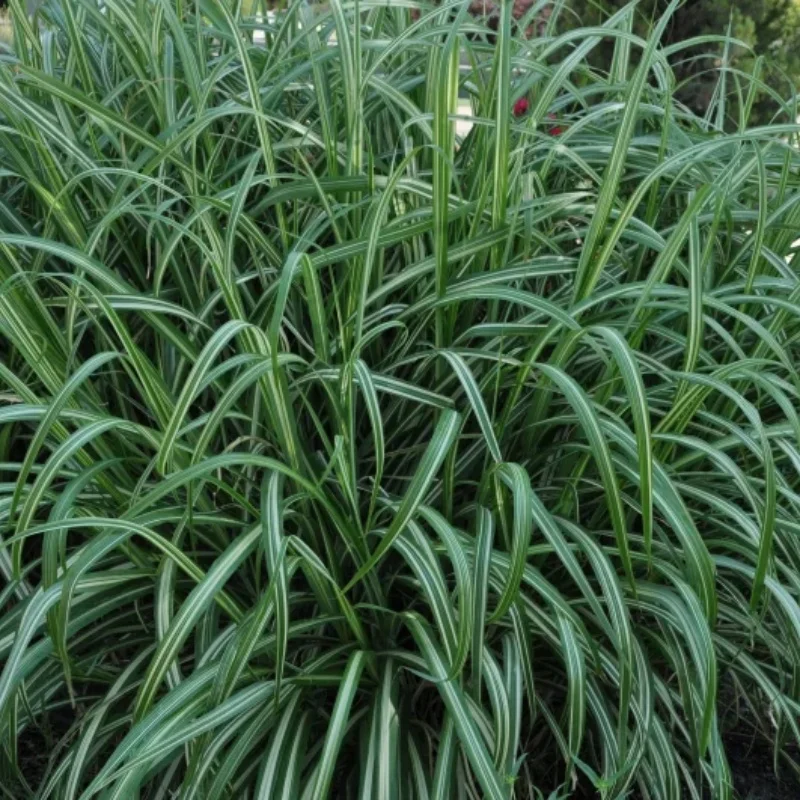 Maiden Grass, Japanese Silver Grass