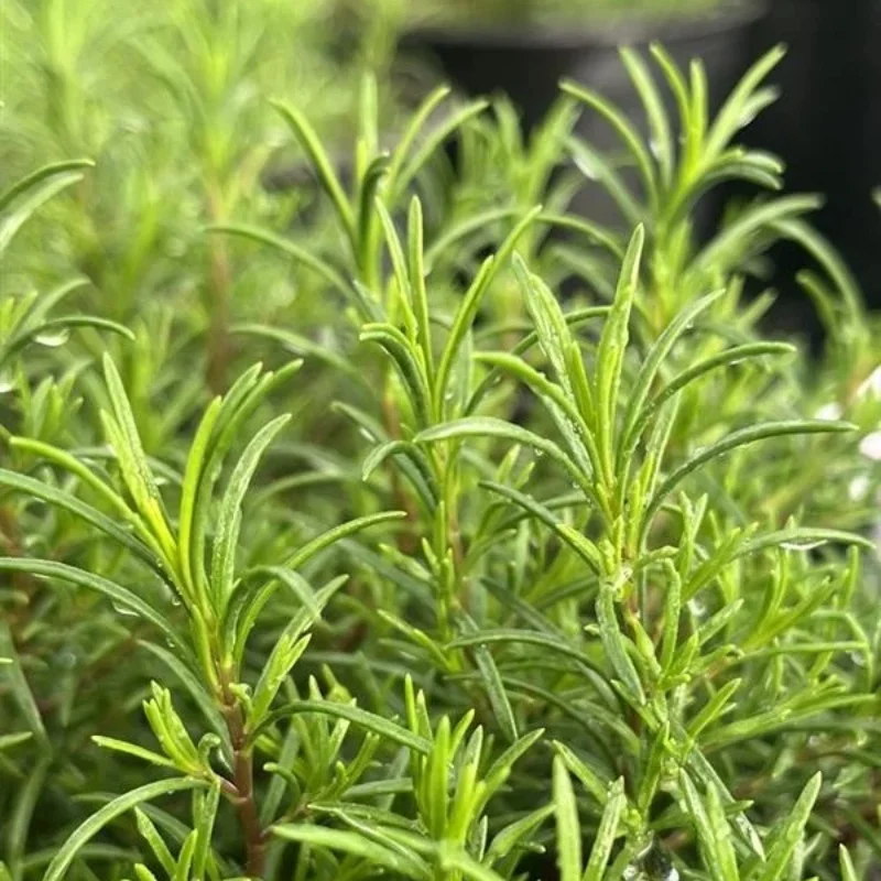Fir-Leaf Penstemon