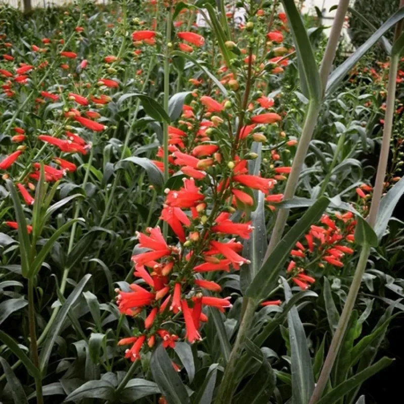 Firecracker Beardtongue