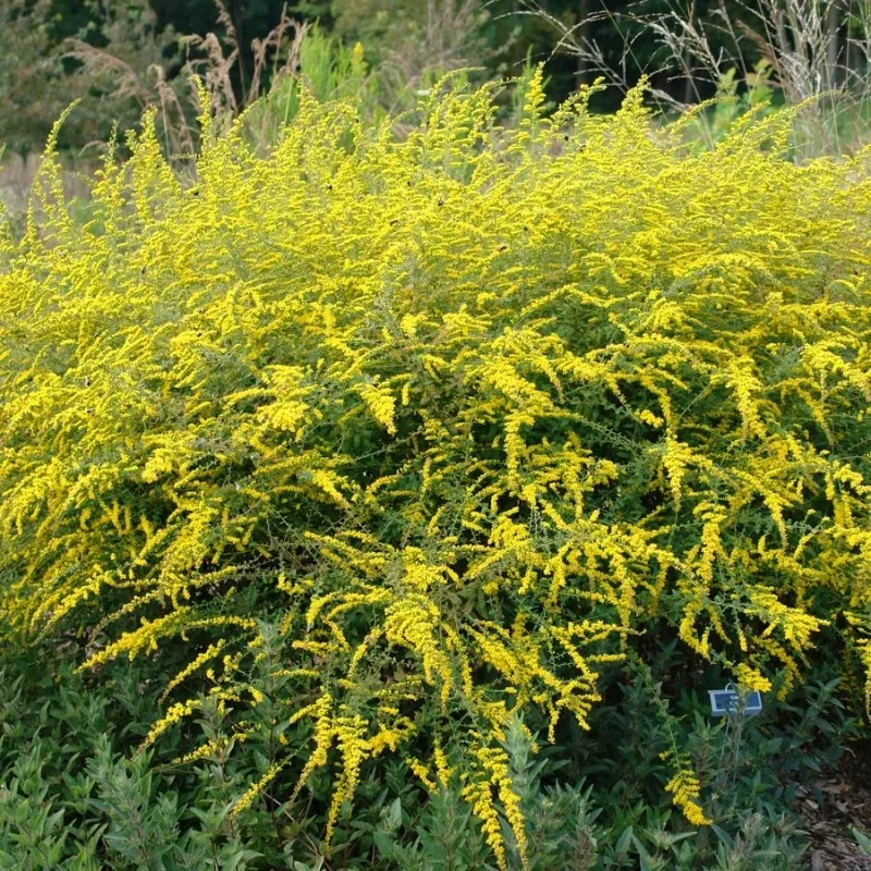 Goldenrod
