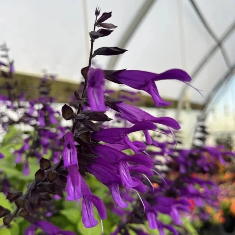 Friendship Sage
