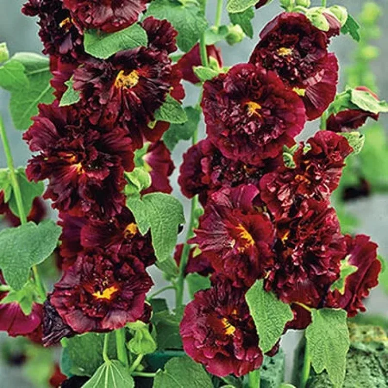 Hollyhock