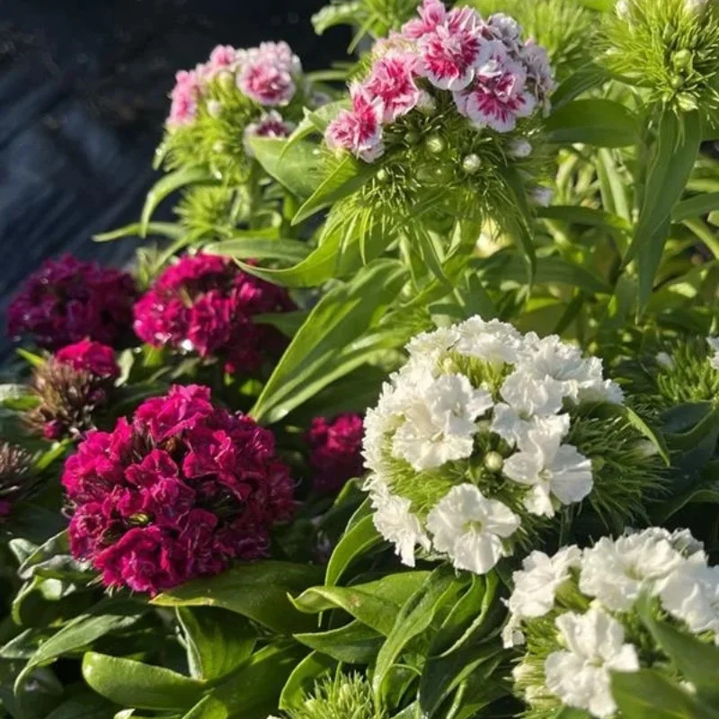 Dwarf Sweet William
