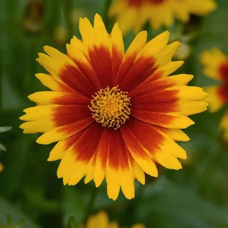 Tickseed