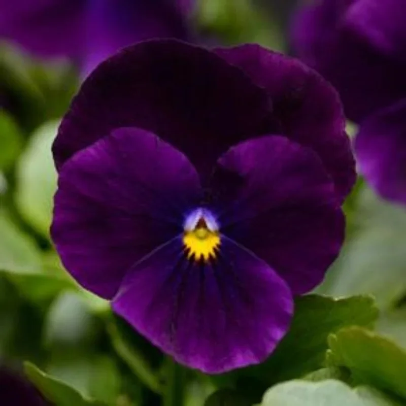 Horned Violet