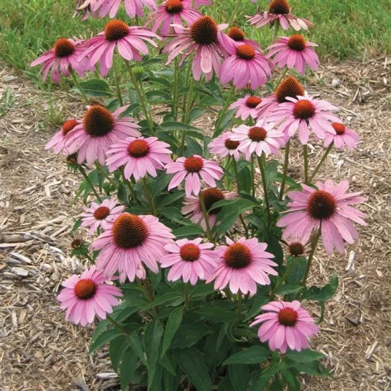 Coneflower