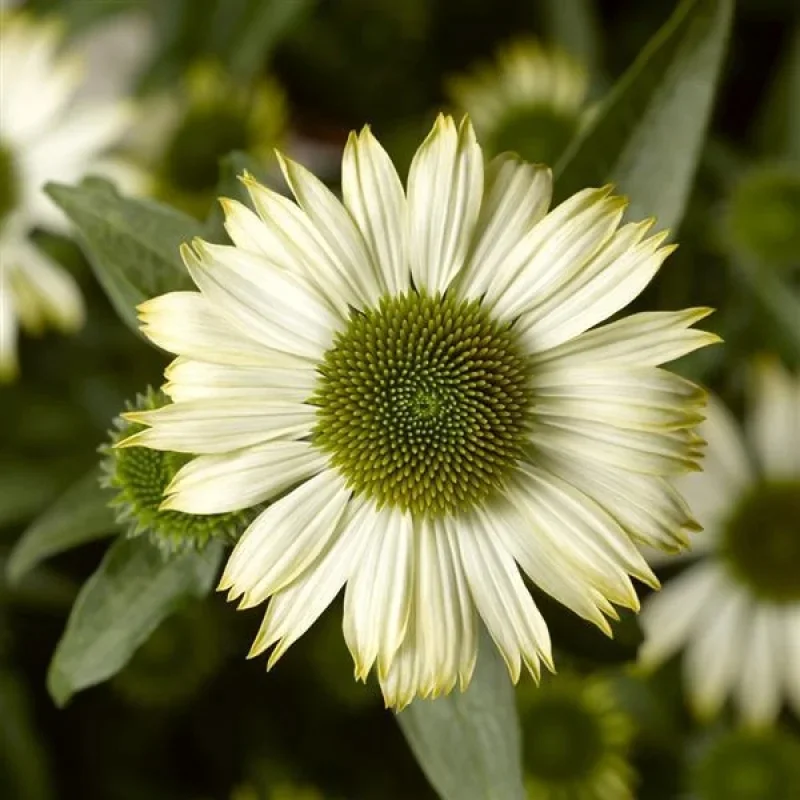 Coneflower