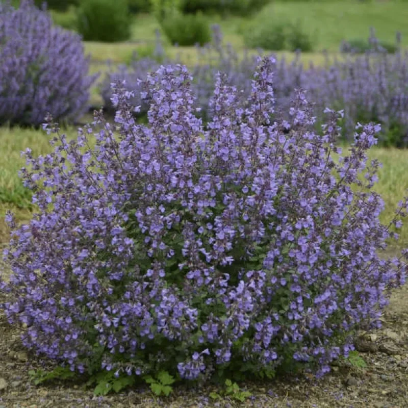 Catmint