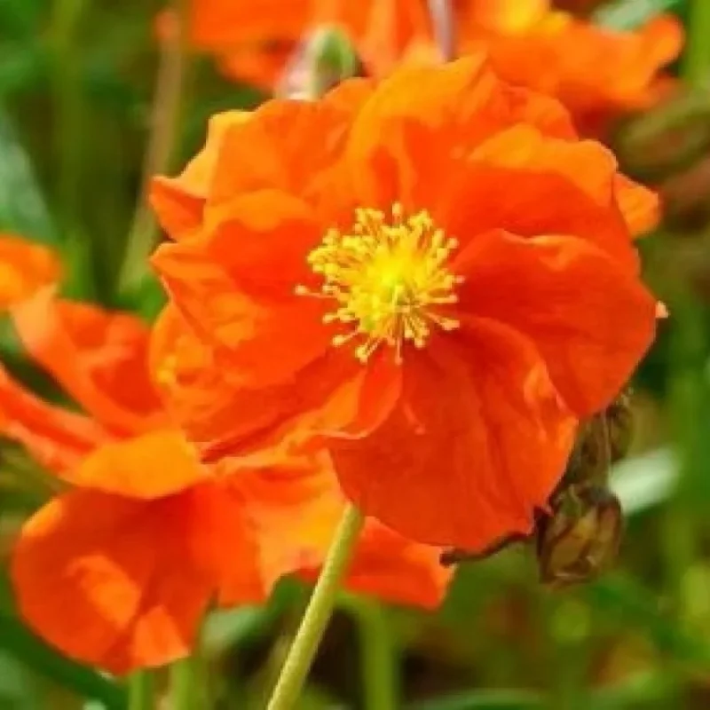 Rock Rose, Sun Rose