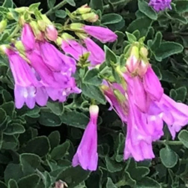 Davidson's Beardtongue