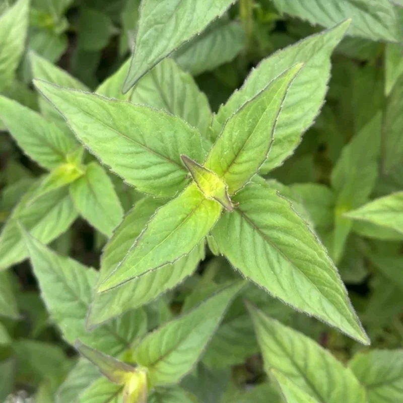 Bee Balm