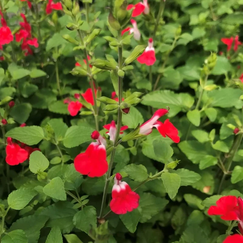 Littleleaf Sage