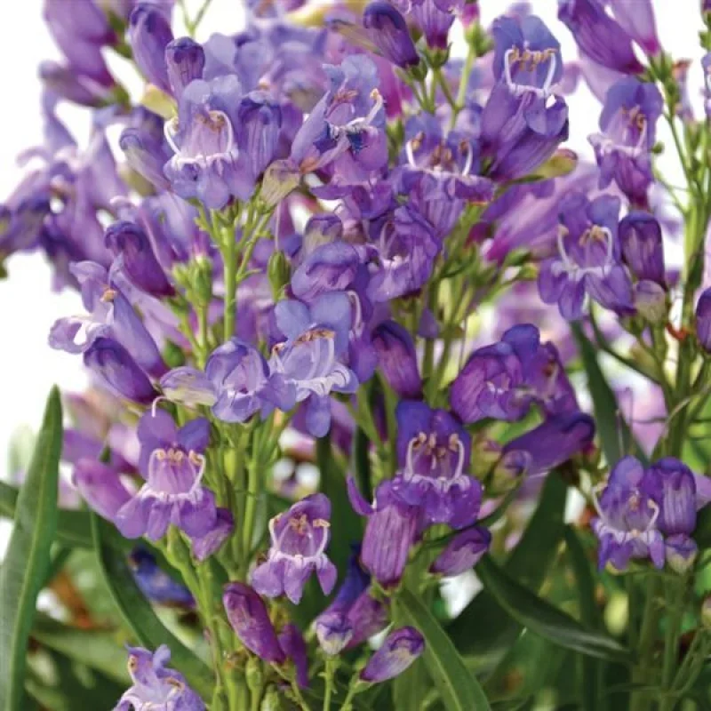 Beardtongue