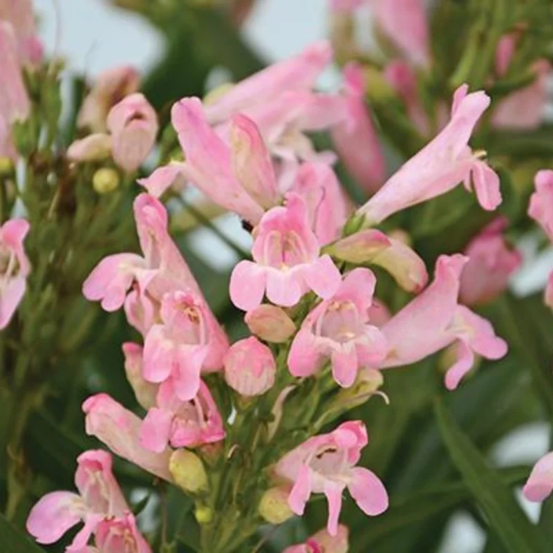 Beardtongue