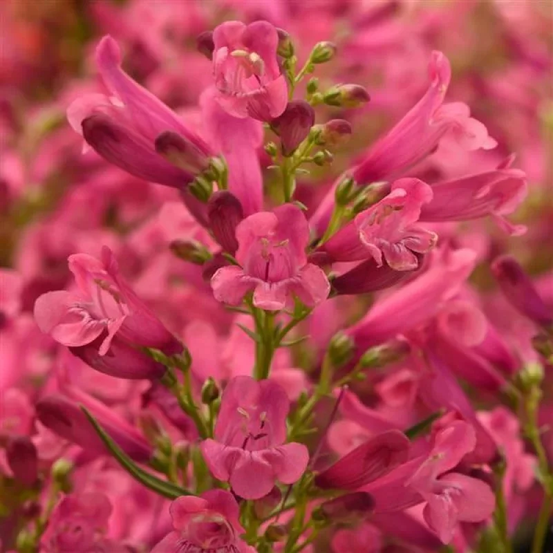 Beardtongue