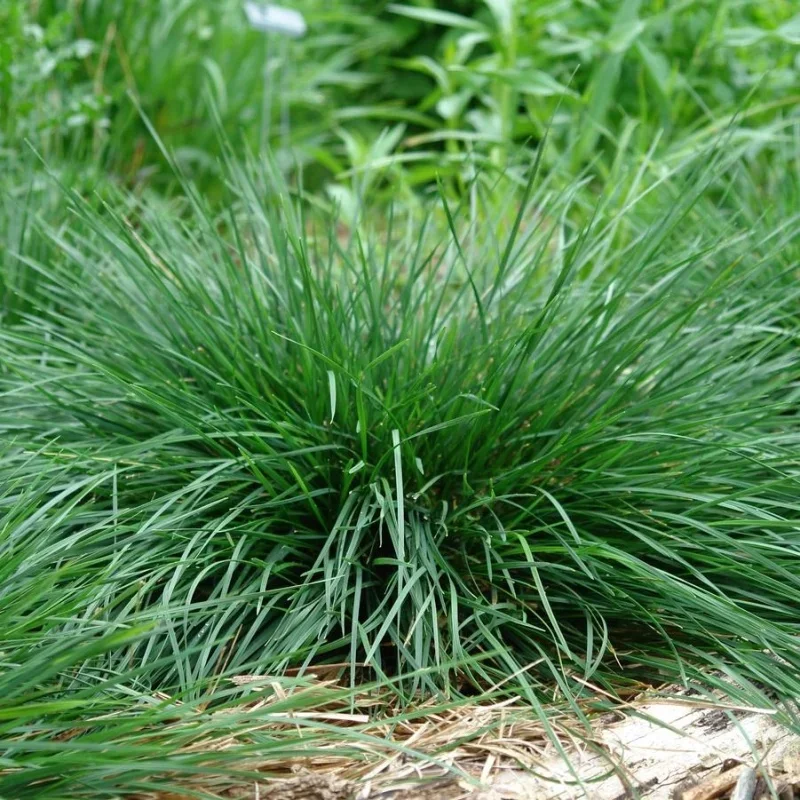 Golden Dew Tufted Hairgrass