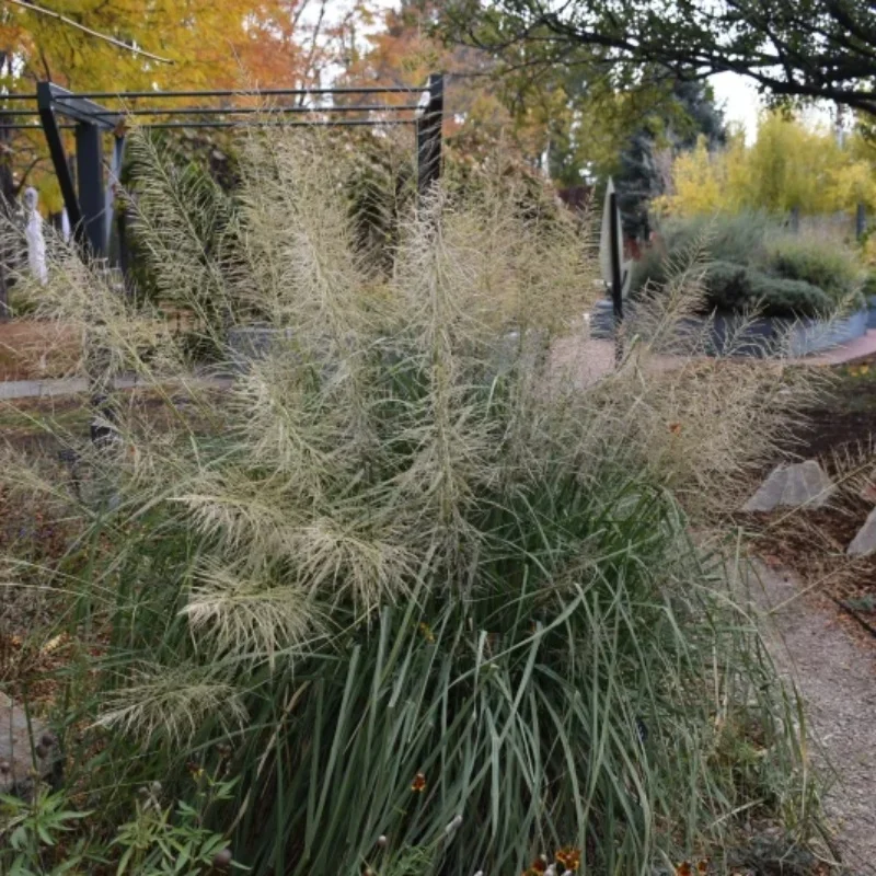 Los Lunas Giant Sacaton Grass