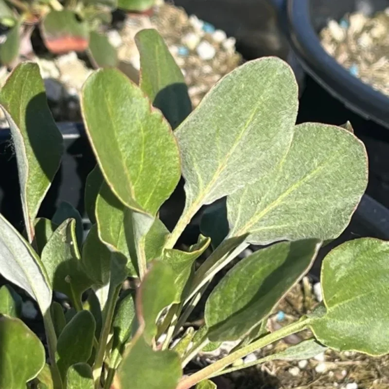 Sulphur-Flower Buckwheat